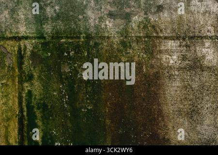 Green Moss on the old Concrete wall surface Stock Photo