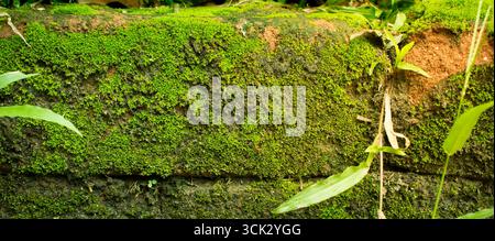 Moss Growing on a Brick Wall Stock Photo