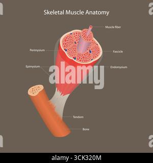 Anatomical diagram showing cross-section of skeletal muscle fibers, fascicles, and connective tissues. Stock Vector