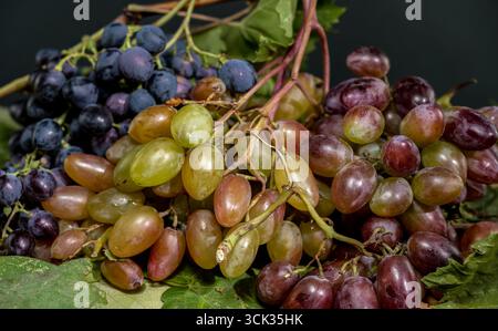 A detailed and vibrant close-up of a variety of fresh, ripe grapes in different colors, including deep purple, green, and red, arranged on green leave Stock Photo