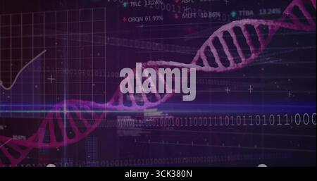 Magenta DNA helix stretching in virtual scene, showing binary code, grid chart, scan line, % ticker Stock Photo