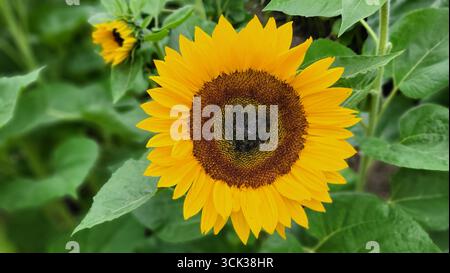 Close-up of a golden sunflower blossom in a summer field with a blurred green background of sunflower leaves Stock Photo