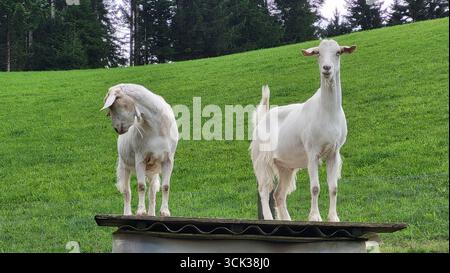 Unique countryside scene with two curious white goats standing on a small roof Stock Photo
