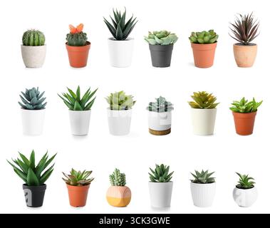 Set of cacti and succulents isolated on white background Stock Photo ...