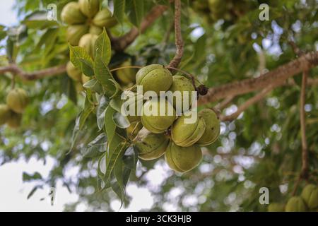 Batangas, Calabarzon region, Philippines. Sept 10, 2025. Kalumpang (Sterculia foetida) tree bearing woody capsules containing toxic seeds traditionally roasted to neutralize natural toxins before consumption. The tree's bark and leaves are utilized in traditional herbal medicine, while its timber serves in construction and agroforestry systems. Planted alongside crops, it provides shade and prevents soil erosion. Its seeds also contain oil suitable for biodiesel production, making the tree a promising candidate for sustainable biofuel applications. Credit: Kevin Izorce/Alamy Live News Stock Photo