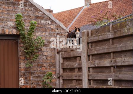 A Curious Cat is perched on a Rustic Fence in a Beautiful and Charming Backyard Setting Stock Photo