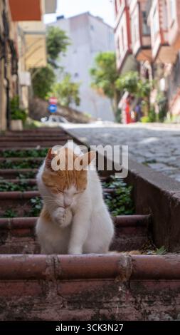 A white and ginger cat sits on the stairs and licks its paw Stock Photo