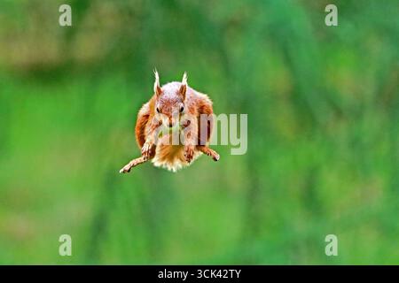 Red Squirrel jumping Stock Photo