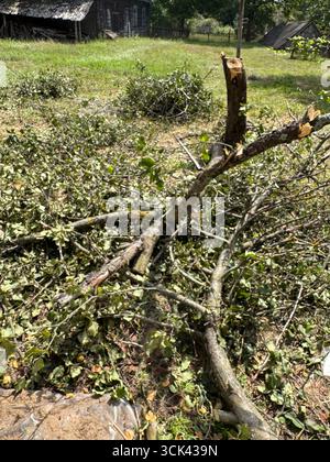 Cut-down apple tree trunk and branches lying on the ground. The core of the trunk is rotten. Garden care. Diseased fruit tree. Stock Photo