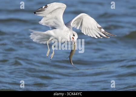 Common Gull (Larus canus). Adult in flight with fish prey. Germany Stock Photo