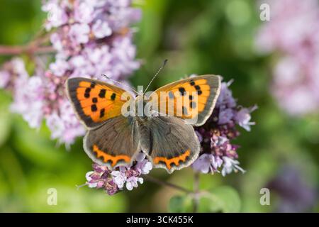 Small Copper Butterfly (Lycaena phlaeas) on flowers. Germany Stock Photo