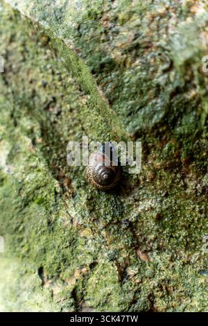 A close-up of a snail climbing up an ancient castle wall. Stock Photo