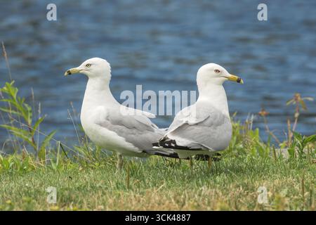 ring-billed gull, Larus delawarensis, two adult birds standing on grass, Sydney, Nova Scotia, Canada Stock Photo
