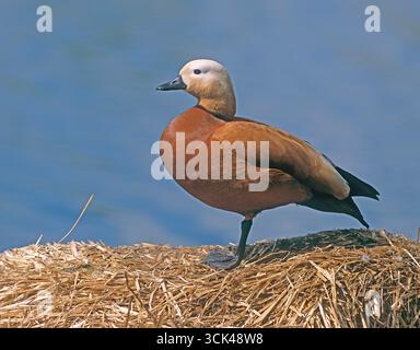 Ruddy Shelduck (Tadorna ferruginea) . Adult standing on straw Stock Photo