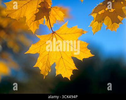 Norway Maple (Acer platanoides). Leaves in autumn. Germany Stock Photo