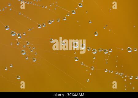 Dewdrops in a spider's web Stock Photo
