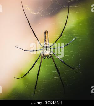 Macro close-up of a golden orb-weaver spider (genus Nephila) resting on its intricate web. The spider’s long legs and elongated body are visible. Stock Photo