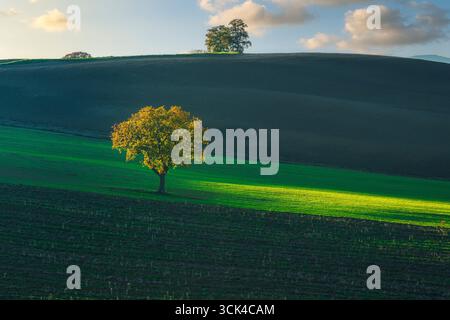 Solitary trees on rolling cultivated fields with dramatic light and shadows on green agricultural landscape near Pienza in Val d'Orcia. Province of Si Stock Photo