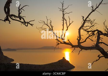 An old dried tree on a cliff above the sea at sunset. Stock Photo