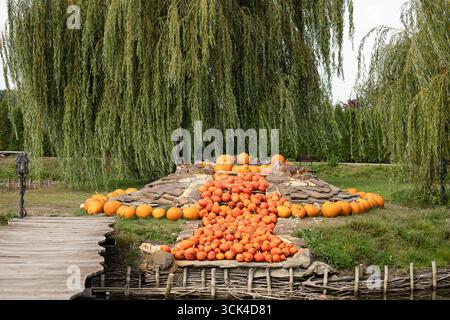 Pumpkin art installation in autumn park with decorative orange pumpkins flowing down stone hill under willow trees near wooden bridge Stock Photo