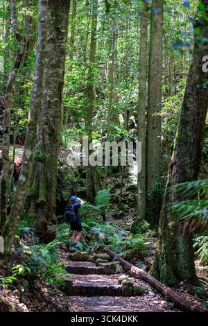 Rear view of hiker taking pictures in Grand Canyon Blackheath Stock Photo