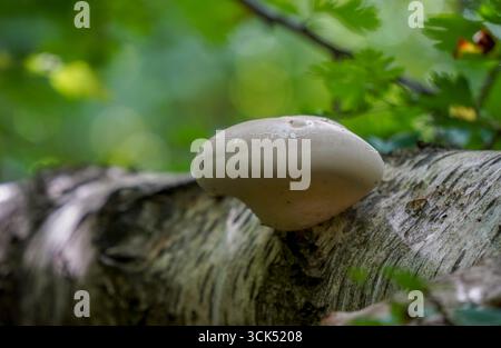 Birch Polypore, birch bracket, or razor strop (Piptoporus betulinus) growing on a dead Birch tree. Netherlands. Stock Photo