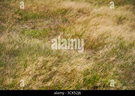 Dry grass waving in wind. Netherlands. Stock Photo