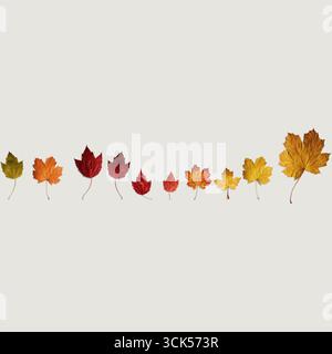 Realistic view of set autumn leaves isolated against plain background , suitable for enhancing elements of your design project. Stock Photo