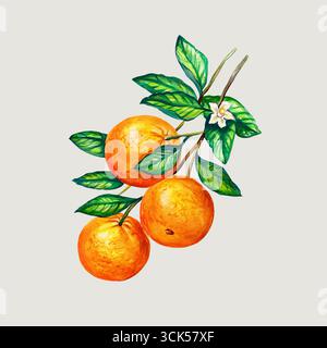 A vibrant illustration of three oranges on a branch with green leaves and a small flower. Stock Photo
