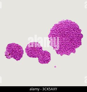 A series of pink, textured circular shapes that resemble abstract biological or cellular forms. Stock Photo