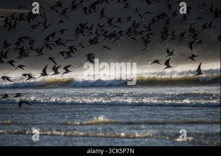 Large flock of American black skimmers (Rynchops niger) flying low over the waves off the Pacific coast, Paracas Peninsula, Peru Stock Photo