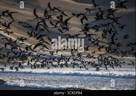 Large flock of American black skimmers (Rynchops niger) flying low over the waves off the Pacific coast, Paracas Peninsula, Peru.A flock of black skim Stock Photo