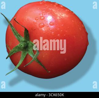 A fresh, ripe tomato with droplets of water, showcasing its vibrant red color and green stem. Stock Photo