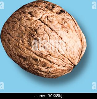 A close-up image of a walnut, showcasing its textured shell and natural appearance. Stock Photo