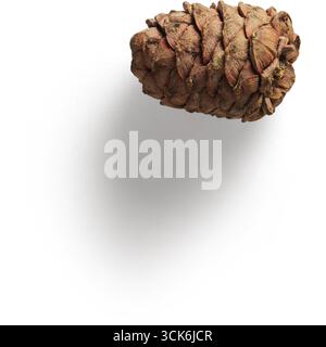 A single pine cone resting on a dark surface, showcasing its textured scales and organic form. Stock Photo