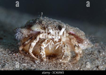Aniculus retipes (Dardanus sp.) with small anemones on shell, sandy bottom, Red Sea, Sharme el Sheik, Egypt Stock Photo
