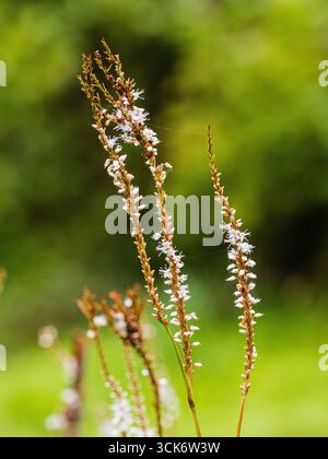White flowers along the spindly spikes of the hardy perennial, Persicaria amplexicaulis 'Alba' Stock Photo