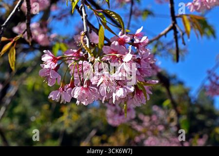 Cherry blossoms on tree in Petropolis, Rio de Janeiro, Brazil Stock Photo