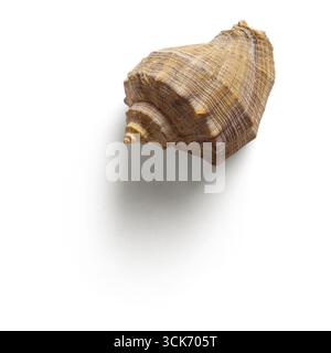 A detailed image of a seashell showcasing its unique spiral shape and texture. Stock Photo