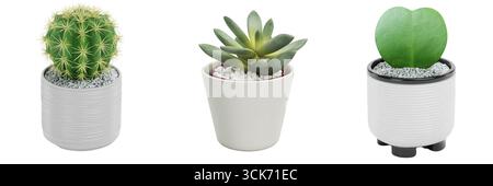 Three decorative potted plants featuring a cactus, succulent, and a leaf plant, designed for home or office decor. Stock Photo