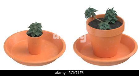 Two terracotta pots with succulents, one small and one large, placed on matching saucers, showcasing plant care and decoration. Stock Photo