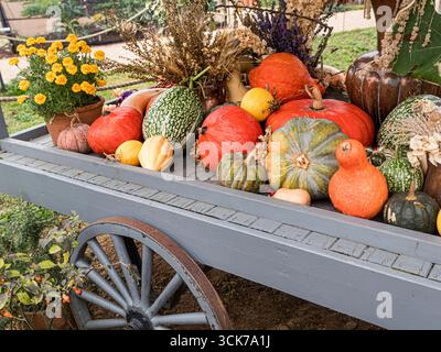 SQUASH PUMPKINS English Pumpkins and Squash varieties on a farm shop market barrow display at a winter Surrey UK farm shop Stock Photo