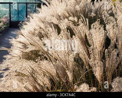 Ornamental Grasses miscanthus sinensis 'autumn light' Grass Maiden Sun Sunny Autumn Garden Backlit in a horticulture setting Stock Photo