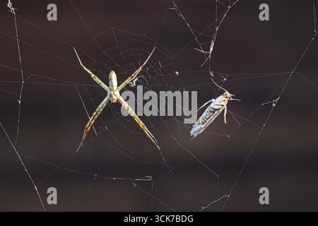 A tiny garden spider, about half an inch in length, waits on its web for a small insect to ensnare itself and become dinner, in Bend, Oregon. Stock Photo