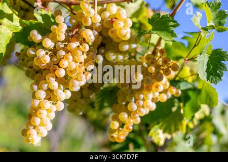 In the golden autumn season, clusters of ginkgo fruits hang delicately ...