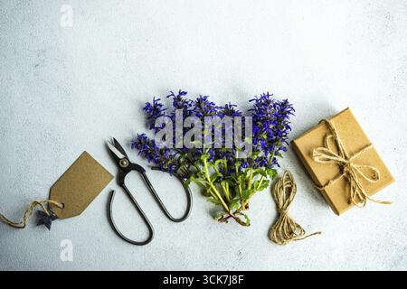 Bright blue sage or salvia flowers on concrete background Stock Photo