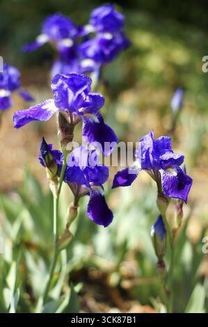 Spring time: wild iris flowers in the wood Stock Photo