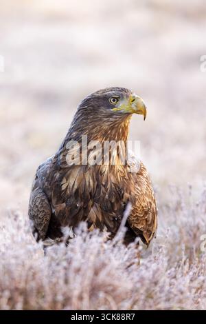 White-tailed eagle / Eurasian sea eagle (Haliaeetus albicilla) adult in moorland / heathland covered in frost on a freezing cold morning in winter Stock Photo