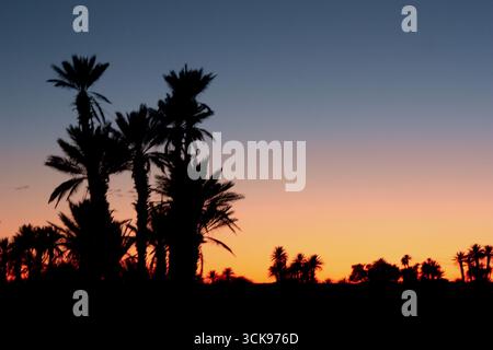 Palm Trees in the Sahara Desert at Sunset – Golden Hour Oasis Scene Stock Photo