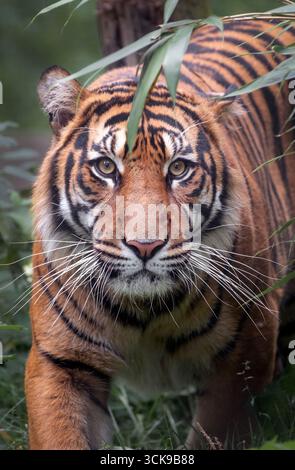 Young male Sumatran tiger in bushes, looking at camera Stock Photo
